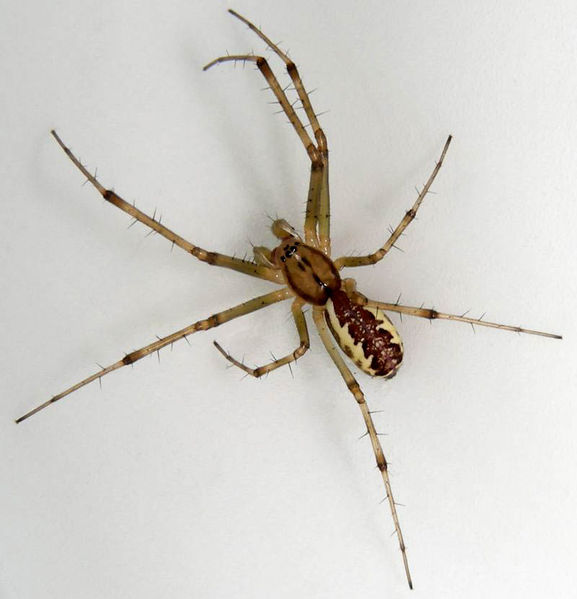 Datei:Linyphia triangularis m sub.jpg