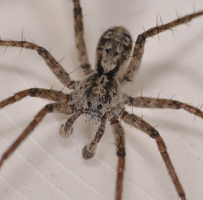 Acantholycosa norvegica m fr Hol Geröll 1020m PFuruseth.JPG
