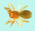 Porrhomma campbelli male 20171013093807-bafd8d4a-me.jpg