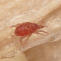 Bdellidae