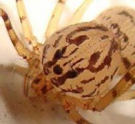 Scytodes thoracica Fam. Scytodidae