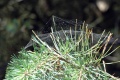 Netz von Linyphia triangularis
