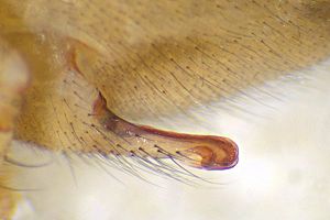 Helophora insignis epigyne lateral.jpg