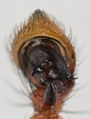 Xysticus ulmi Pedipalpus 7-7063.jpg
