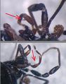 Nemastoma dentigerum Apophyse am Palpus des Männchens