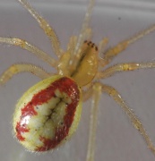 Enoplognatha ovata oder E. latimana Fam. Theridiidae