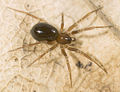 Microneta-viaria Weimar 09-04 04.jpg
