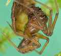 Männchen