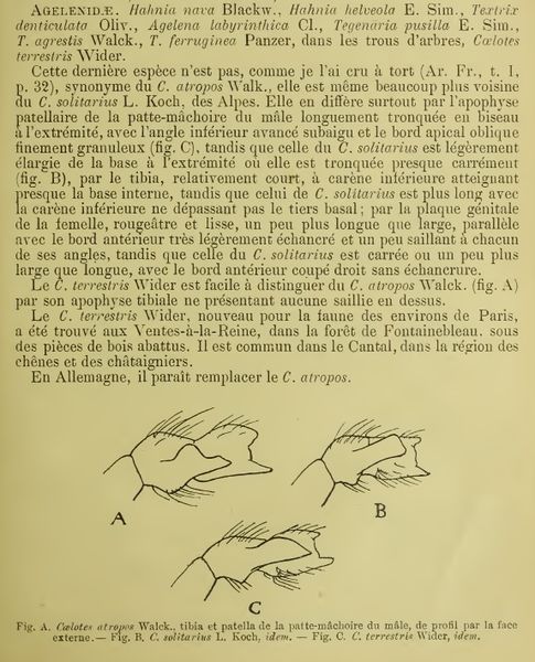 Datei:CoelotesSimoniSimonText1.jpg