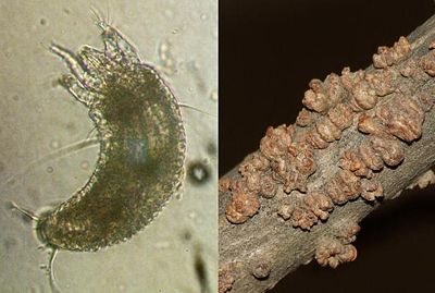 Eriophyidae Aceria heteronyx1.JPG