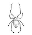 Opilioacarus.JPG