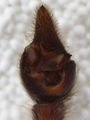 Pedipalpus