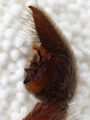 Pedipalpus
