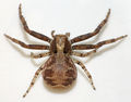 Xysticus-lanio Frits-Broekhuis 01.jpg