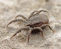 Microcaeculus sp A5681 PK1860.JPG