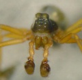 Dismodicus bifrons i.jpg