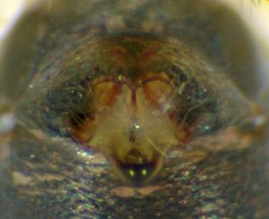 Kaestneria dorsalis epig-19.05.10-489-7.jpg