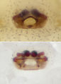 2. P. egeria Epigyne und Vulva