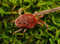 Allothrombium sp, adultes Weibchen (Allothrombiinae)