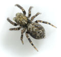 Männchen