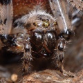 Weibchen Portrait