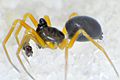 Entelecara acuminata lateral-800.jpg