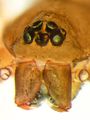 frontal: Augen und Chelizeren
