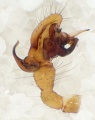 Pedipalpus