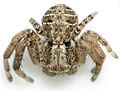 2. X. acerbus