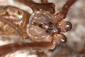 Holocnemus pluchei m Portrait.JPG