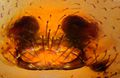 Epigyne