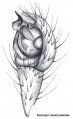 Pedipalpus