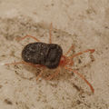 Podothrombium sp (Podothrombiinae)
