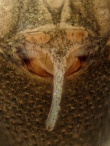 Diplostyla concolor 2016 Epigyne.jpg
