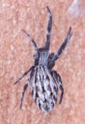 Uloborus walckenaerius Fam. Uloboridae