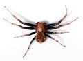 Xysticus luctator hann 18-4-11-600.jpg