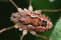 Farbvariation