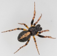 Cercidia prominens (Männchen)