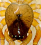 Gongylidium rufipes Fam. Linyphiidae