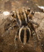 Phlegra fasciata