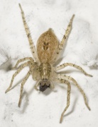 Anyphaena accentuata Fam. Anyphaenidae