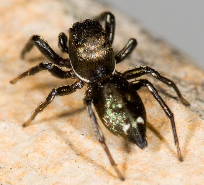 Datei:Heliophanus aeneus M 8-03466.jpg