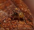 Saloca diceros male 3.JPG
