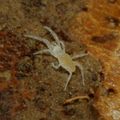 Rhagiidae PC3988.JPG