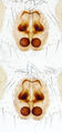 Epigyne (oben) und Vulva (unten)