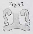 LebertAeluropsFigure47.JPG