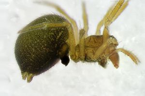 Mermessus trilobatu Blankensee 07.07.2013 lateral.jpg