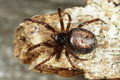 S. bipunctata, I. Altmann.JPG