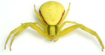 Misumena vatia Fam. Thomisidae