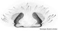 Epigyne